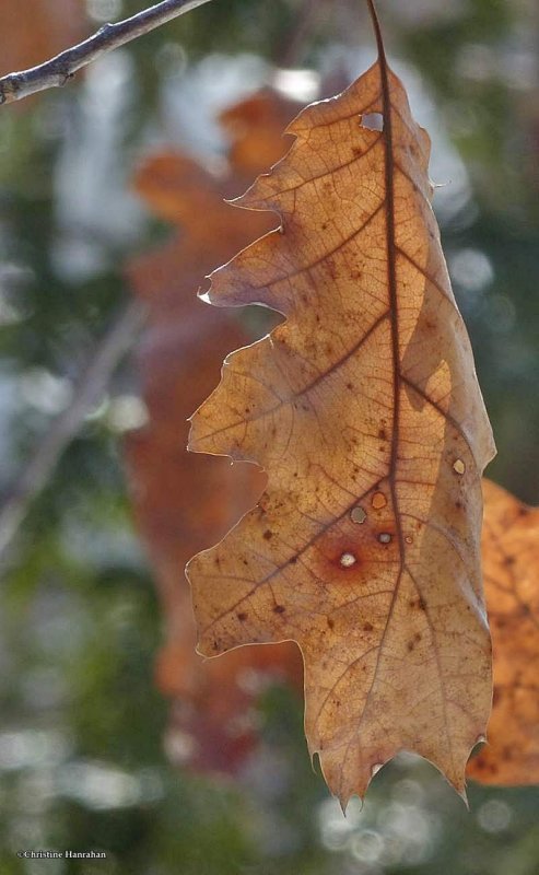 Red oak leaf (Quercus rubra)
