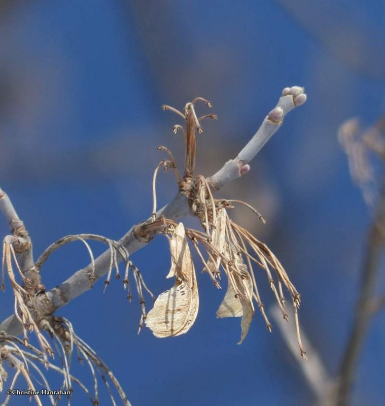 Manitoba maple seeds (Acer negundo)