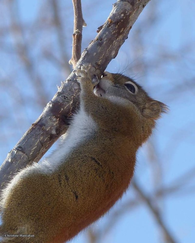 Red squirrel nibbling bark