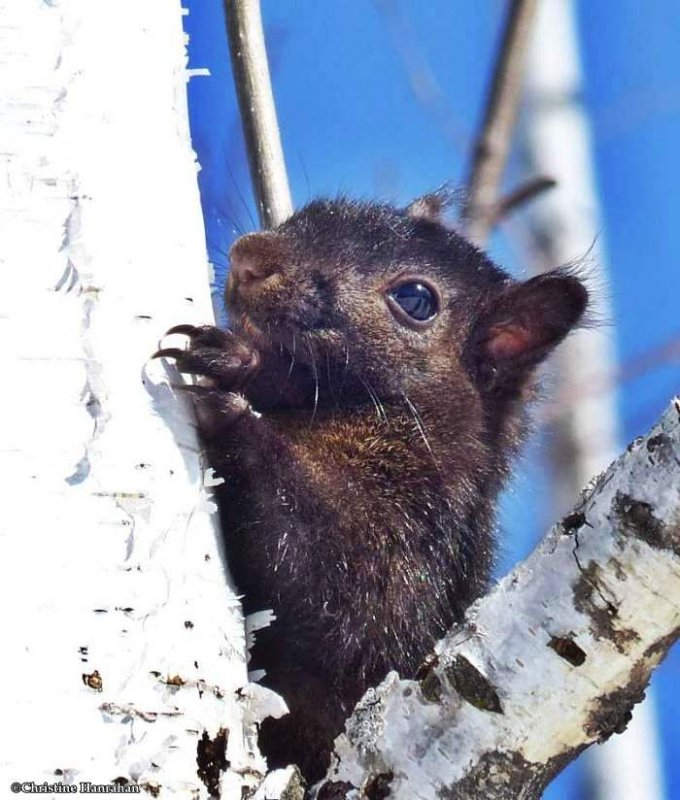 Grey squirrel, black phase