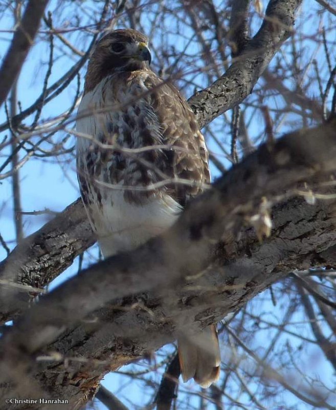 Red-tailed hawk, front view