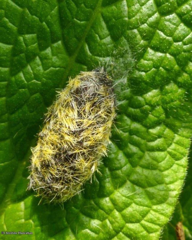 Virginia ctenucha moth cocoon (Ctenucha virginica)