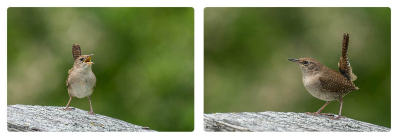 House wren