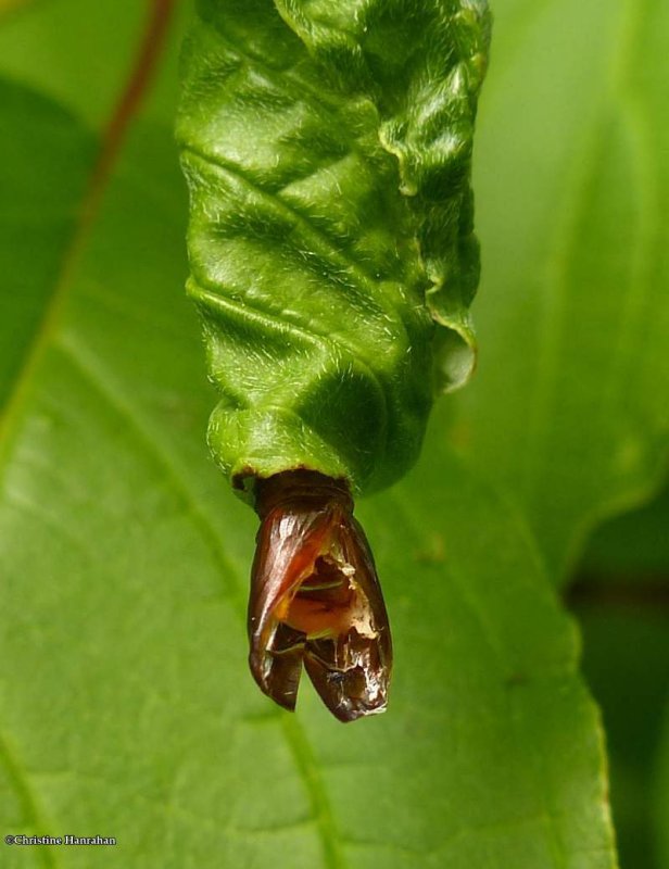 Moth cocoon in dogwood leaf
