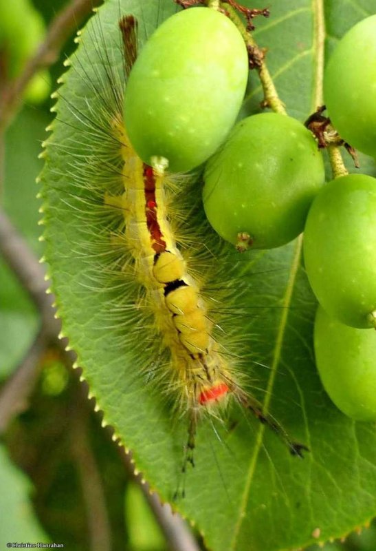 White-marked tussock caterpillar  (Orgyia leucostigma) #8316