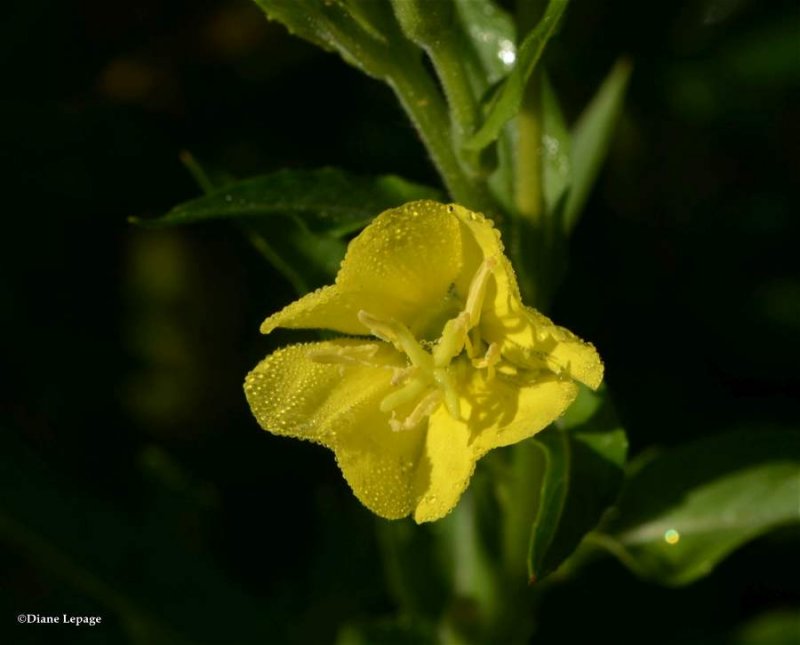 Primrose Flower 