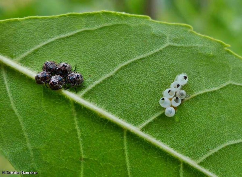 Stinkbug eggs and nymphs on ash leaf