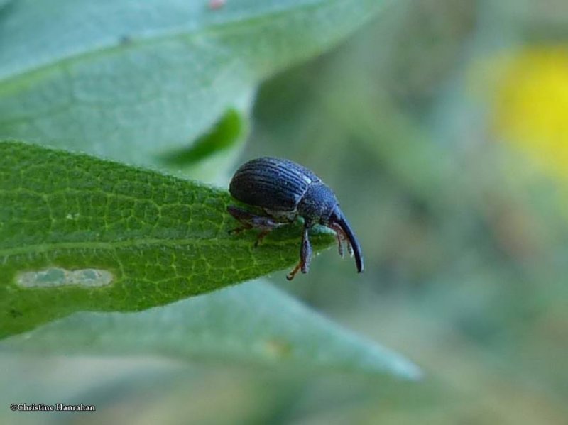 Weevil species (Curculionidae)