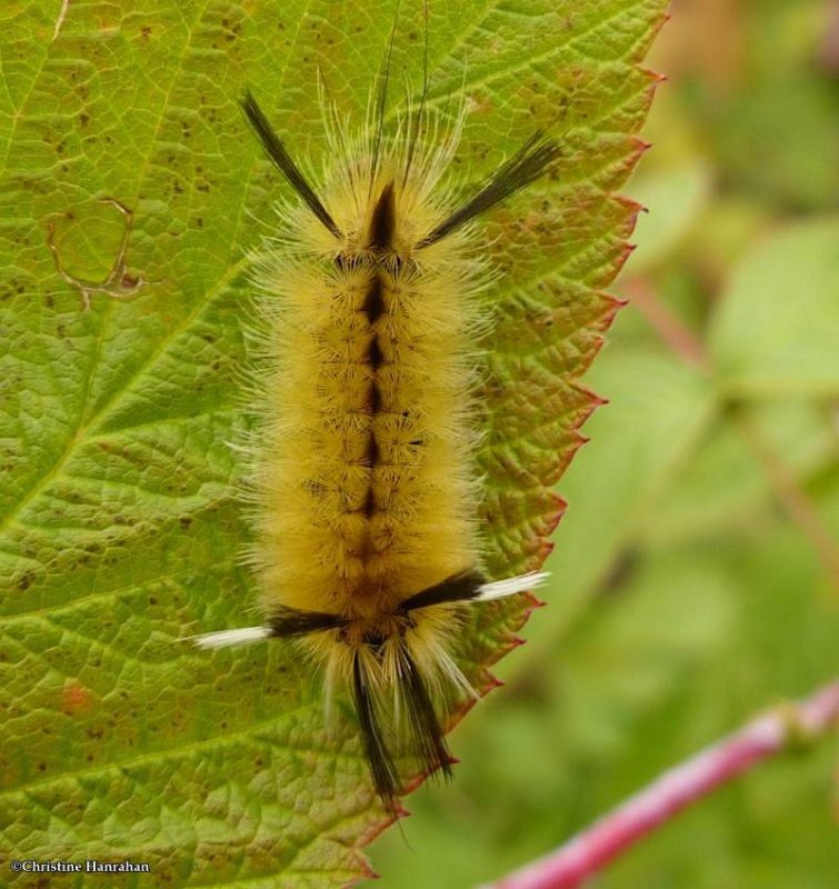 Banded tussock caterpillar (Halysidota tessellaris), #8203