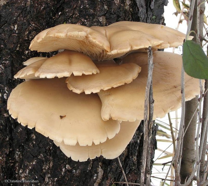 Possibly an oyster mushroom