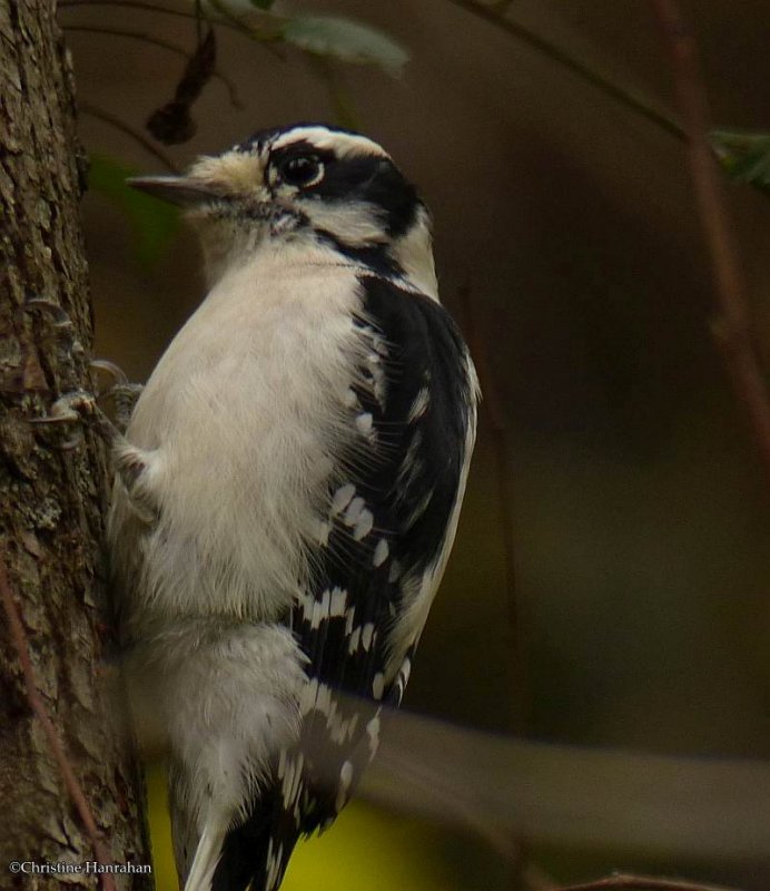 Downy woodpecker, female