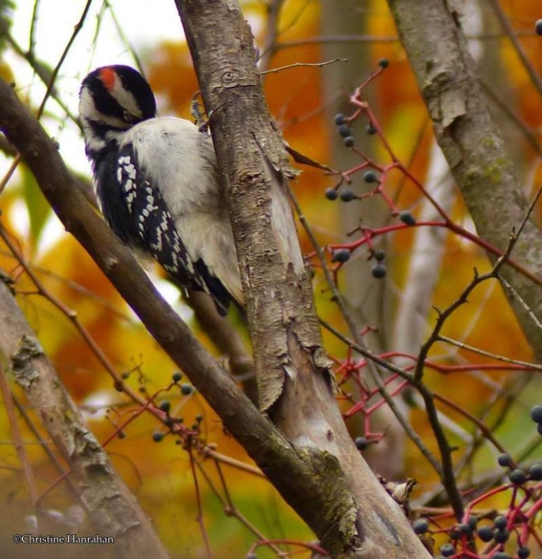 Hairy woodpecker, male