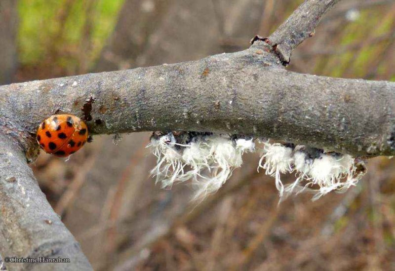 Asian ladybeetle (Harmonia axyridis) and wooly alder aphids 