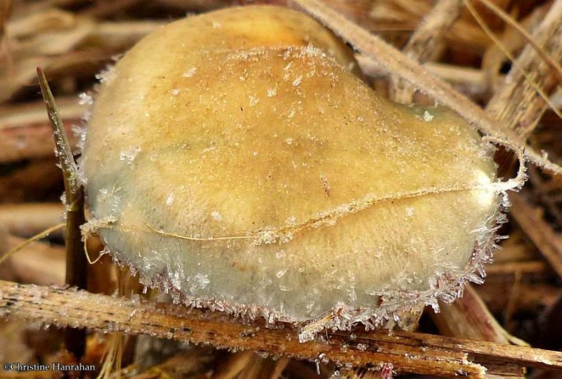 Blue-green stropharia (Stropharia aeruginosa)