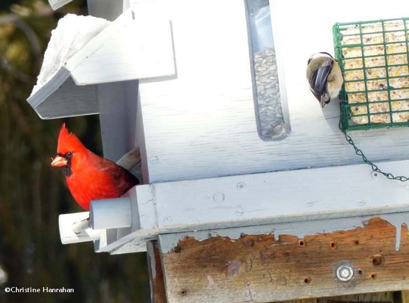 Northern cardinal and black-capped chickadee
