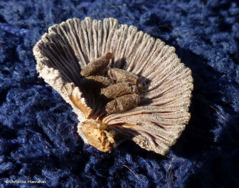 Split gill mushroom (Schizophyllum commune) with cocoon cluster