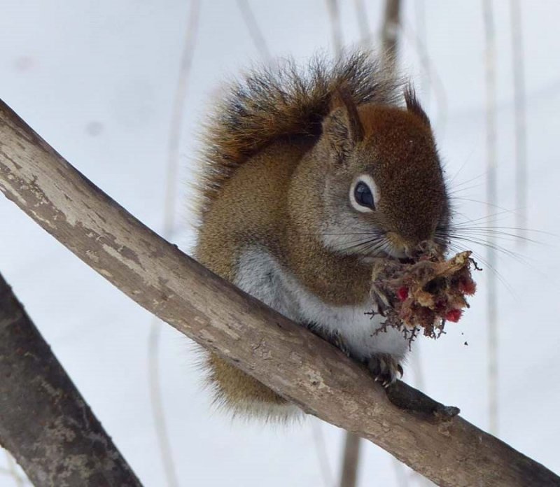 Red squirrel with sumac seedhead