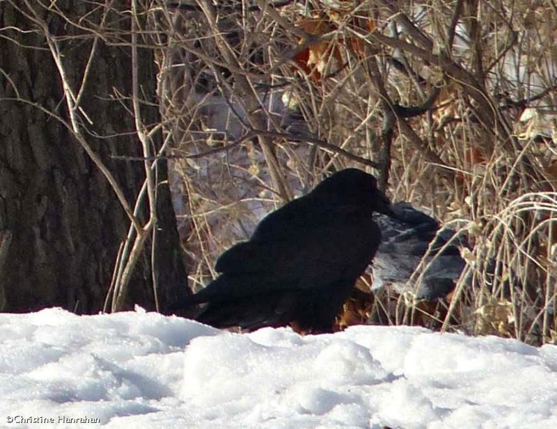 Common raven with pigeon