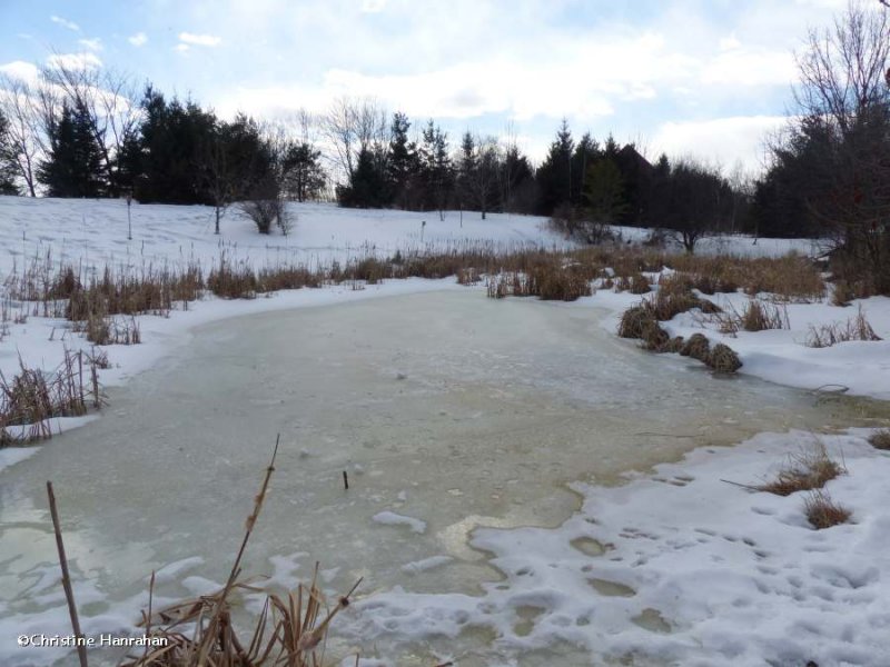 Amphibian pond