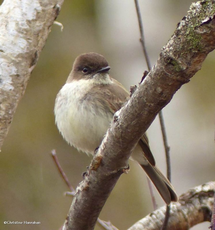 Eastern phoebe