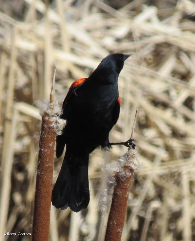 Red-winged blackbird, male