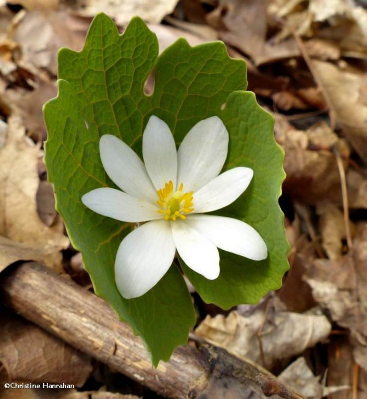 Bloodroot (Sanguiinaria  canadensis)