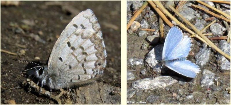 Spring azure butterfly  (Celastrina ladon)