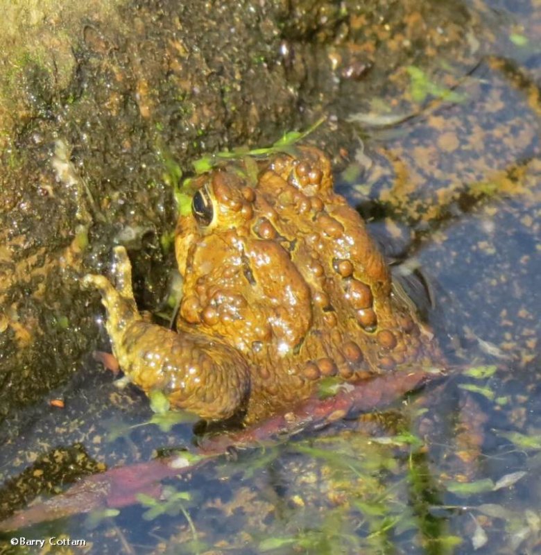 American toad (Bufo americanus)