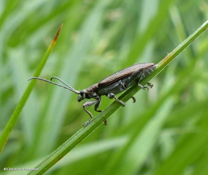 Long-horned leaf beetle (Donacia)