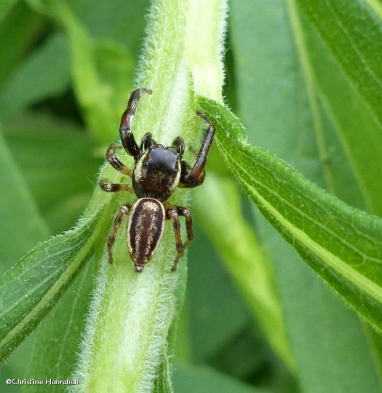 Jumping spider, probably Eris militaris