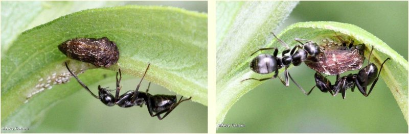 Treehoppers (Publilia sp.)