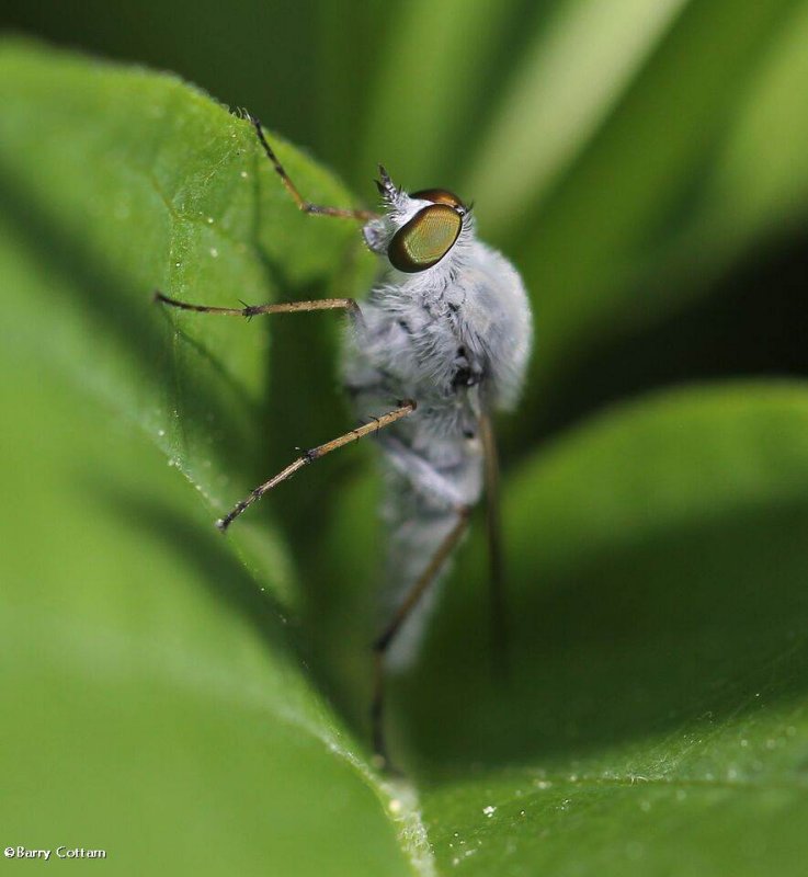 Stiletto fly (Pandivirilia sp.)