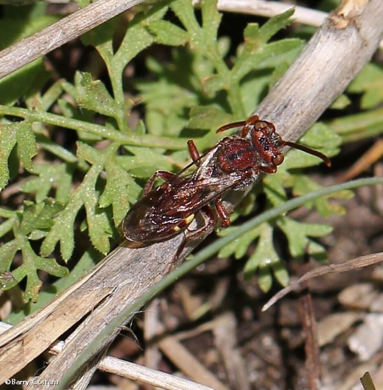 Cuckoo bee (Nomada sp.)