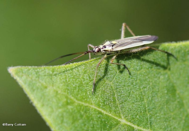 Plant bug