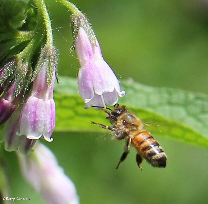 Honey bee (Apis mellifera) on comfrey