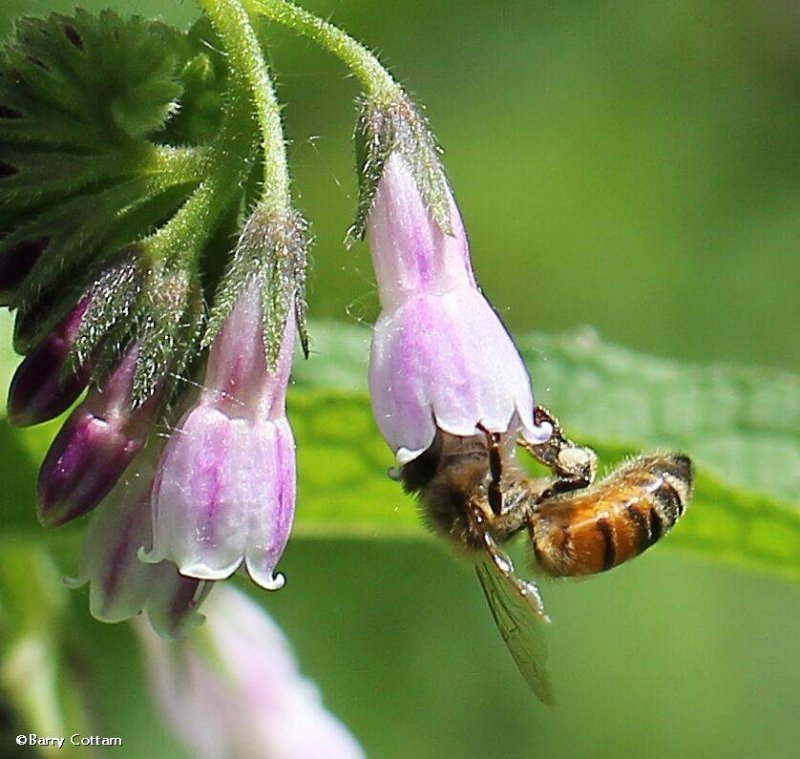 Honey bee (Apis mellifera) on comfrey