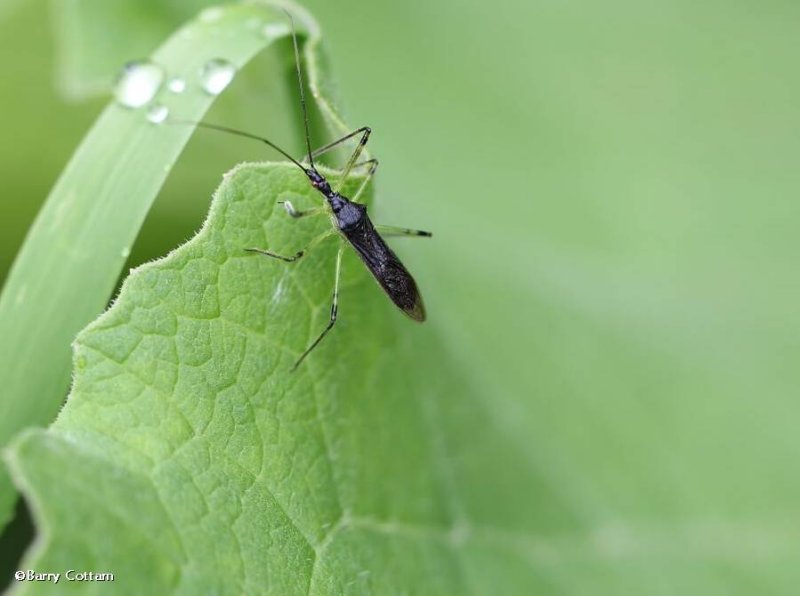 Assassin bug  (Zelus sp.) male