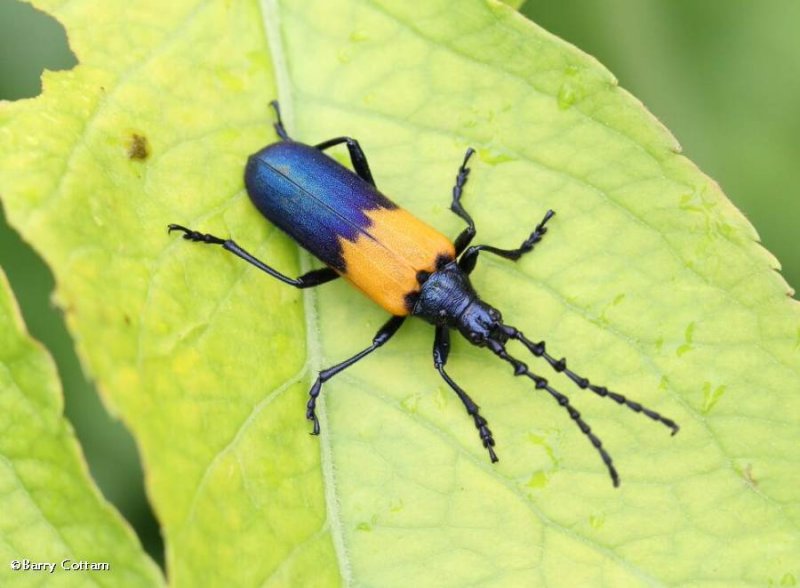 Elderberry borer (Desmocerus palliatus)