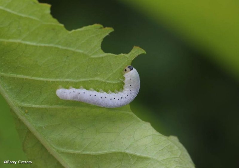 Sawfly larva
