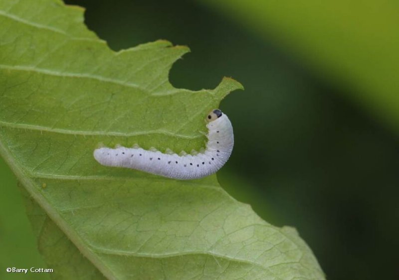 Sawfly larva