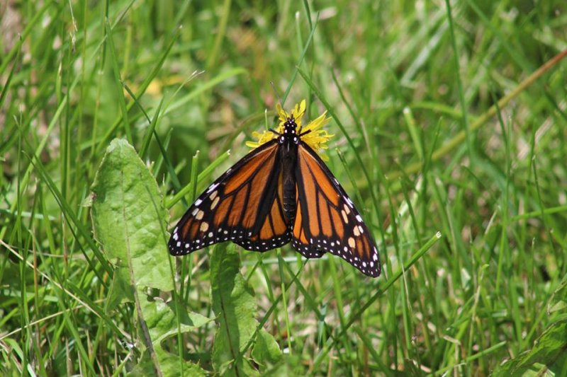 First Monarch