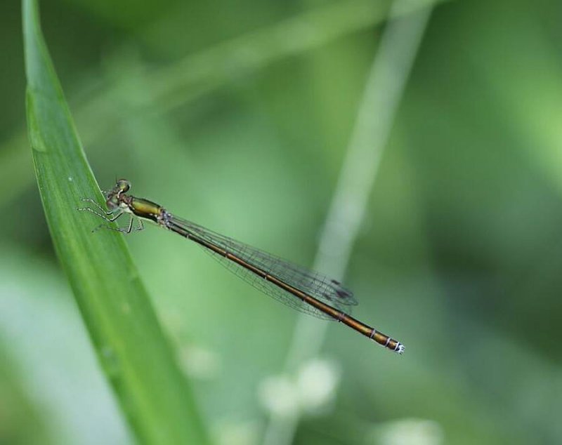 Sedge sprite (Nehalennia irene)