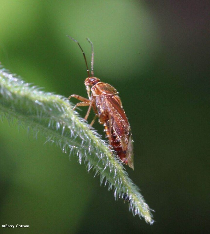 Possibly a Lygaeus plant bug