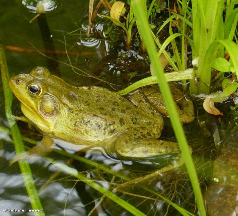 Northern green frog  (Rana clamitans melanota)
