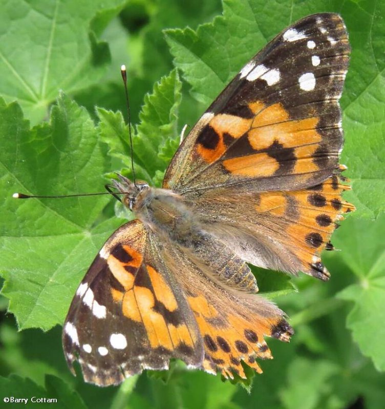 Painted lady (Vanessa cardui)