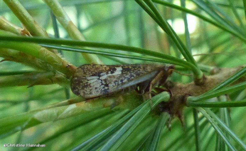 Caddisfly (Trichoptera)