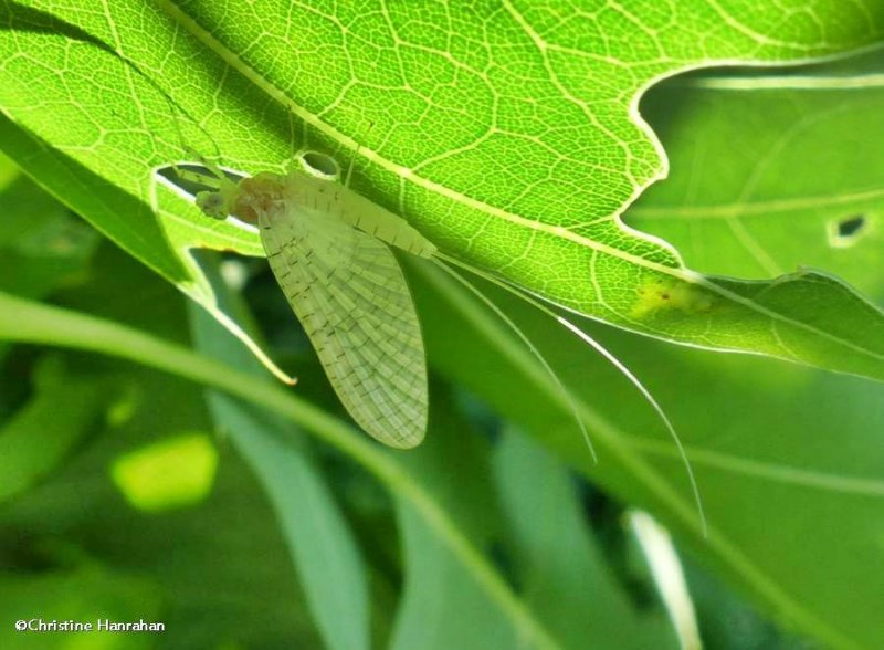 Ephemeroptera, possibly Maccaffertium sp.?