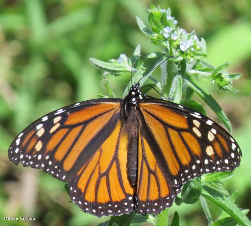 Monarch butterfly  ( Danaus plexippus)