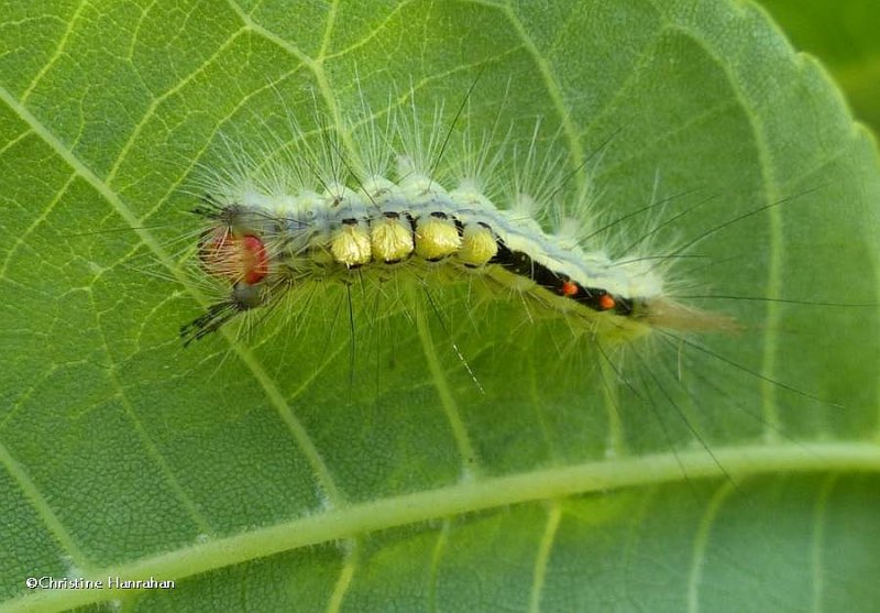 White-marked tussock moth caterpillar ((Orgyia leucostigma)