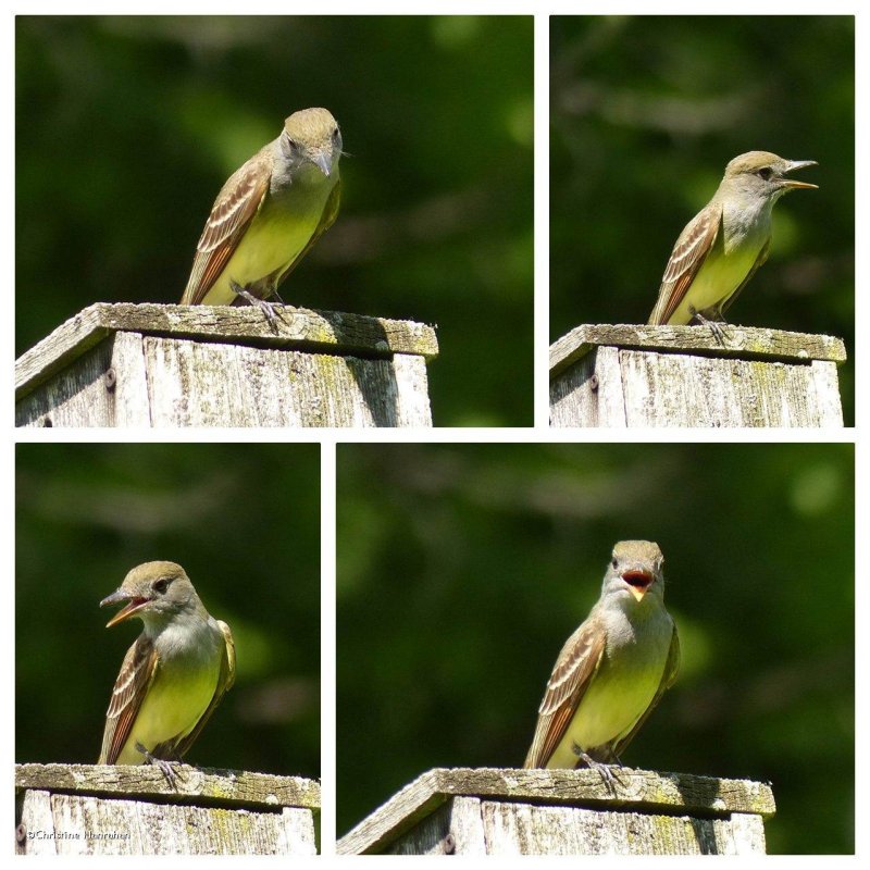 Great crested flycatcher